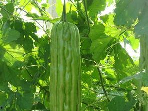 吃瓜网简介,网络舆论风向标，带你畅游八卦世界