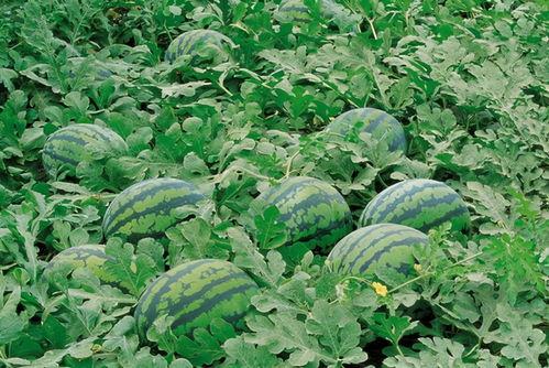 定州网红吃瓜群微信,揭秘网络社交圈的趣味与争议