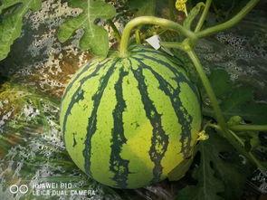 千万网红吃瓜最近,揭秘娱乐圈最新热点事件