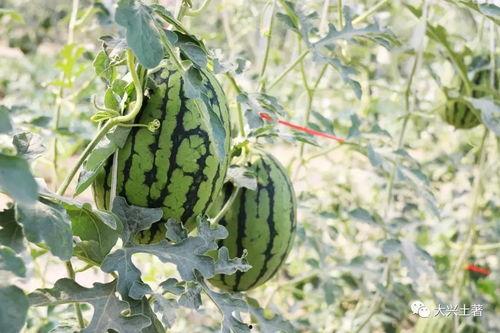 网红吃瓜的意义