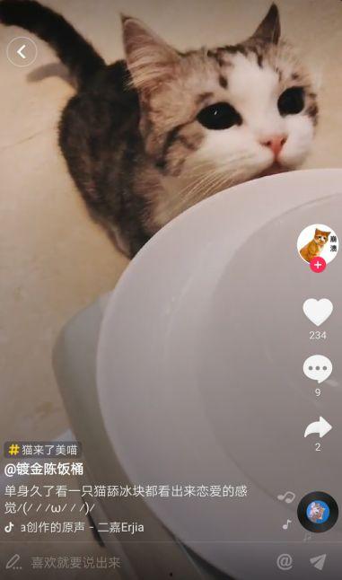 吃瓜猫抖音网红叫什么