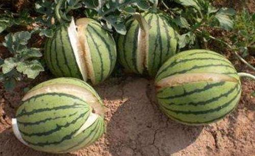 绍兴网红吃瓜事件真相,真相背后的网络风波