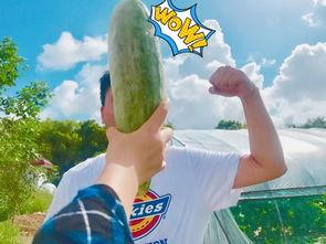 陕西吃瓜网红是哪里人啊,陕西吃瓜网红的家乡之谜