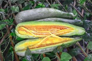 网红婴儿吃瓜,网红婴儿的甜蜜“吃瓜”日常